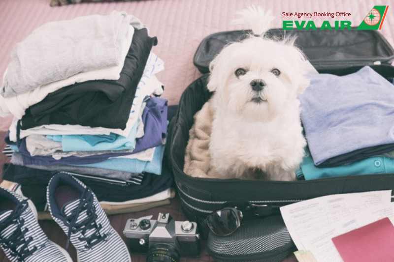 Quy định chó mèo bay quá cảnh EVA Air, quá cảnh thú cưng EVA Air, thủ tục chó mèo bay quá cảnh EVA Air, Chó mèo bay quá cảnh EVA Air, quá cảnh thú cưng EVA Air tại Đào Viên, quá cảnh vật nuôi EVA Air, chó mèo quá cảnh TPE, thú cưng quá cảnh Đào Viên