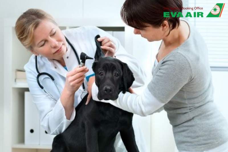 thủ tục chó mèo bay EVA Air tại sân bay Việt Nam,bay quốc tế cùng chó mèo EVA Air, thủ tục hải quan cho chó mèo bay EVA Air, thú cưng đi máy bay EVA Air, thủ tục chó mèo bay EVA Air tại Tân Sơn Nhất, thủ tục chó mèo bay EVA Air tại Nội Bài.