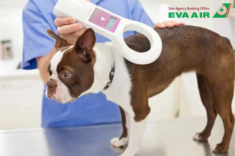 mang chó mèo đi Mỹ hãng EVA Air, thủ tục mang chó mèo đi Mỹ hãng EVA Air, Mang chó mèo sang Mỹ bằng EVA Air, thủ tục mang chó mèo đi Mỹ hãng EVA Air, vận chuyển chó mèo đi Mỹ EVA Air, chó mèo sang Mỹ bằng EVA Air 