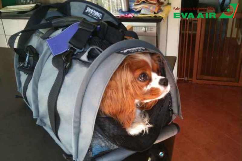 mang chó mèo đi Mỹ hãng EVA Air, thủ tục mang chó mèo đi Mỹ hãng EVA Air, Mang chó mèo sang Mỹ bằng EVA Air, thủ tục mang chó mèo đi Mỹ hãng EVA Air, vận chuyển chó mèo đi Mỹ EVA Air, chó mèo sang Mỹ bằng EVA Air 