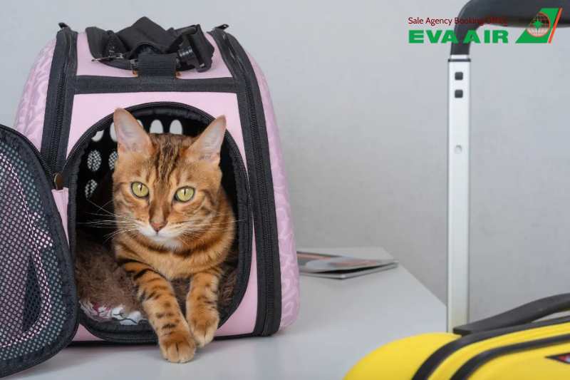 xét nghiệm bệnh dại cho thú cưng bay EVA Air, xét nghiệm kháng thể Dại RFFIT, thú cưng đi máy bay EVA Air, chó mèo đi máy bay EVA Air, xét nghiệm bệnh dại,xét nghiệm RFFIT chó mèo EVA Air, xét nghiệm bệnh dại cho vật nuôi bay EVA Air