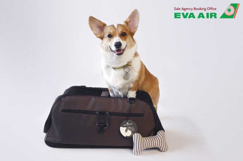 Bảo hiểm vận chuyển thú cưng EVA Air, thú cưng đi máy bay quốc tế EVA Air, Bảo hiểm thú cưng đi máy bay EVA Air, Quy định bảo hiểm thú cưng EVA Air, bảo hiểm thú cưng EVA Air, Bảo hiểm rủi ro thú cưng EVA Air, bảo hiểm chó mèo EVA Air