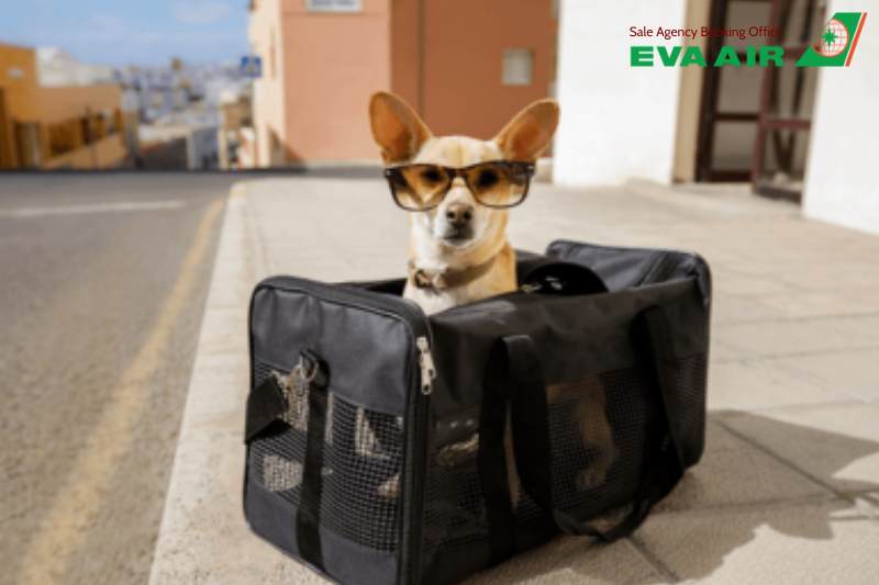 Bảo hiểm vận chuyển thú cưng EVA Air, thú cưng đi máy bay quốc tế EVA Air, Bảo hiểm thú cưng đi máy bay EVA Air, Quy định bảo hiểm thú cưng EVA Air, bảo hiểm thú cưng EVA Air, Bảo hiểm rủi ro thú cưng EVA Air, bảo hiểm chó mèo EVA Air