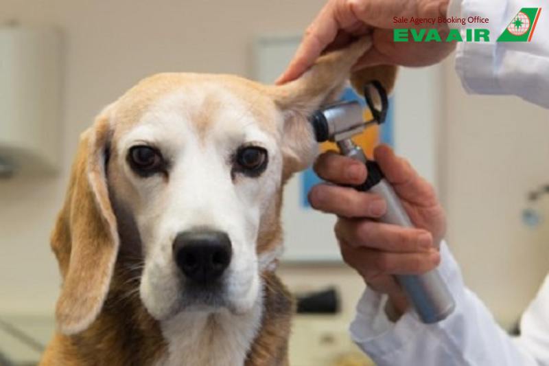 Bảo hiểm vận chuyển thú cưng EVA Air, thú cưng đi máy bay quốc tế EVA Air, Bảo hiểm thú cưng đi máy bay EVA Air, Quy định bảo hiểm thú cưng EVA Air, bảo hiểm thú cưng EVA Air, Bảo hiểm rủi ro thú cưng EVA Air, bảo hiểm chó mèo EVA Air