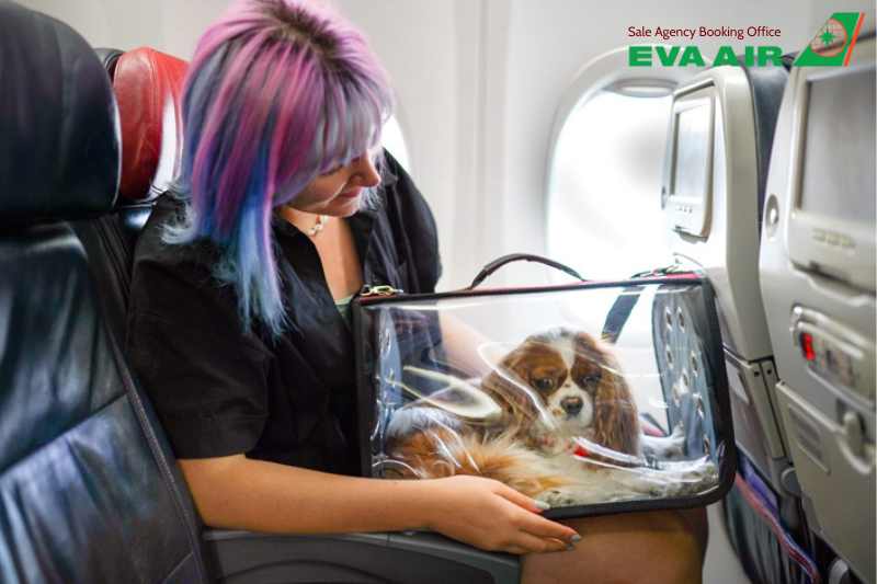 mang chó mèo đi Canada bằng EVA Air, thủ tục mang chó mèo đi Canada bằng EVA Air, Mang chó mèo sang Canada bằng EVA Air, vận chuyển thú cưng đi Canada EVA Ai, mang thú cưng sang Canada bằng EVA Air, đưa chó mèo từ Việt Nam sang Canada EVA Air