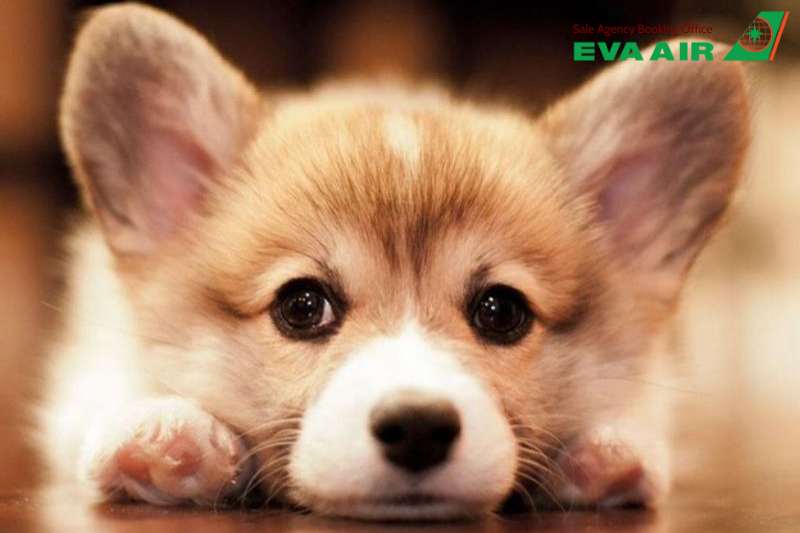mang chó mèo đi Đông Nam Á bằng EVA Air, vận chuyển thú cưng đi Đông Nam Á EVA Air, ký gửi thú cưng đi Đông Nam Á EVA Air,  mang thú cưng đi Đông Nam Á bằng EVA Air, thủ tục mang thú cưng đi Đông Nam Á EVA Air