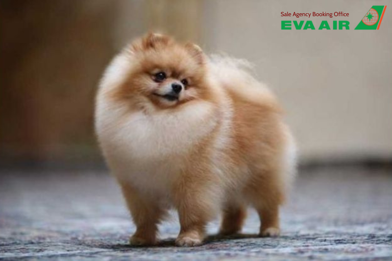 mang chó mèo đi Đông Nam Á bằng EVA Air, vận chuyển thú cưng đi Đông Nam Á EVA Air, ký gửi thú cưng đi Đông Nam Á EVA Air,  mang thú cưng đi Đông Nam Á bằng EVA Air, thủ tục mang thú cưng đi Đông Nam Á EVA Air