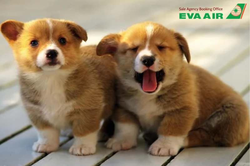 Mang Chó Mèo Đi EU Bằng EVA Air, Mang Chó Mèo Đi Châu Âu Bằng EVA Air, Mang thú cưng Đi EU Bằng EVA Air, Mang Thú cưng Đi Châu Âu Bằng EVA Air, Mang Chó Mèo Đi EU EVA Air,vận chuyển thú cưng đi EU bằng EVA Air, mang chó mèo đi EU