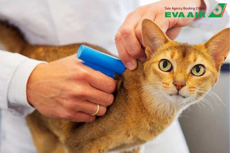 Mang chó mèo lên máy bay quốc tế EVA Air, Mang thú cưng lên máy bay quốc tế EVA Air, mang thú cưng đi máy bay EVA Air,vận chuyển thú cưng quốc tế EVA Air, thú cưng lên máy bay quốc tế EVA Air, chó mèo lên máy bay quốc tế EVA Air