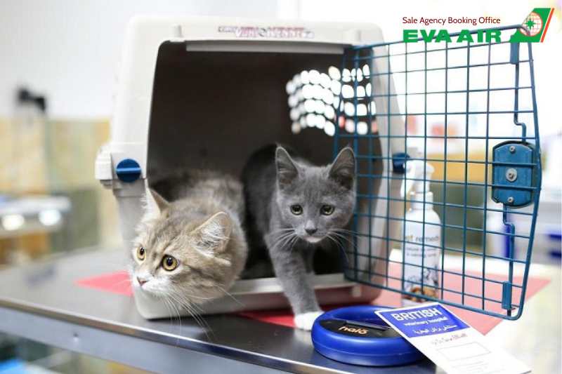 Mang chó mèo lên máy bay quốc tế EVA Air, Mang thú cưng lên máy bay quốc tế EVA Air, mang thú cưng đi máy bay EVA Air,vận chuyển thú cưng quốc tế EVA Air, thú cưng lên máy bay quốc tế EVA Air, chó mèo lên máy bay quốc tế EVA Air