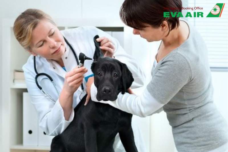 Mang thú cưng đi Đài Loan bằng EVA Air, vận chuyển chó mèo đi Đài Loan EVA Air, mang chó mèo đến Đài Bắc EVA Air, Thú cưng khi bay quốc tế EVA Air đi Đài Loan, mang thú cưng đi Đài Loan EVA Air, mang chó mèo đi Đài Loan bằng EVA Air
