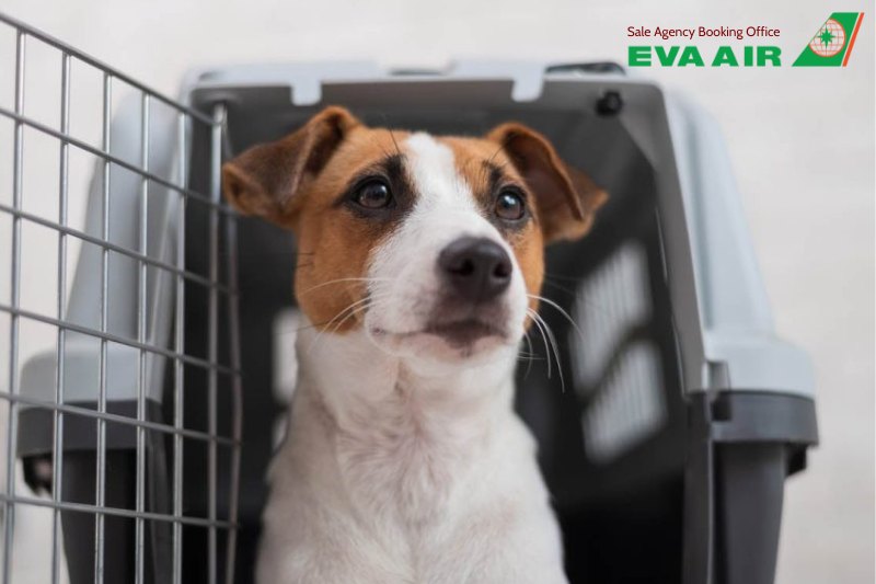 dịch vụ vận chuyển thú cưng EVA Air, Review dịch vụ vận chuyển thú cưng EVA Air, Review phí vận chuyển thú cưng EVA Air, Review thủ tục chó mèo bay quốc tế EVA Air, Review chính sách thú cưng bay EVA Air, Review thủ tục check-in chó mèo EVA Air