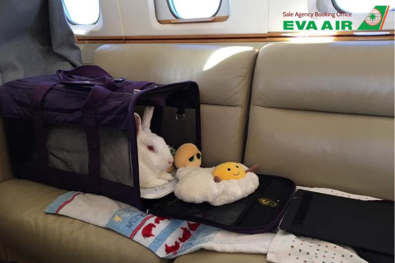 thú cưng trong khoang hàng hóa EVA Air, vận chuyển thú cưng EVA Air, gửi chó mèo ký gửi EVA Air,  ký gửi thú cưng EVA Air trong khoang cargo, Chó mèo trong khoang hàng hóa EVA Air, khoang hàng hóa vận chuyển thú cưng EVA Air