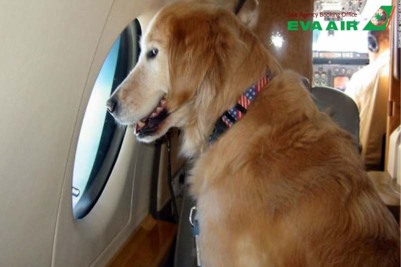 Thủ tục nhập cảnh chó mèo đi máy bay EVA Air về Việt Nam, chó mèo đi máy bay EVA Air về Việt Nam, mang chó mèo về Việt Nam bằng máy bay EVA Air, giấy tờ nhập cảnh chó mèo về Việt Nam, thú cưng đi máy bay EVA Air về Việt Nam.