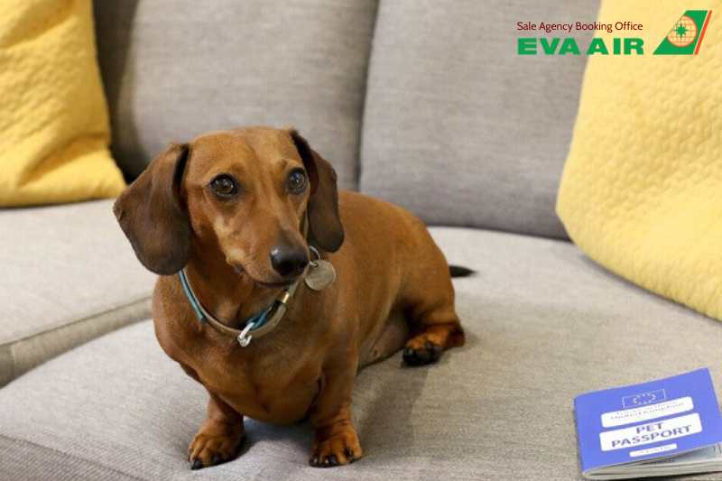Thủ tục nhập cảnh chó mèo đi máy bay EVA Air về Việt Nam, chó mèo đi máy bay EVA Air về Việt Nam, mang chó mèo về Việt Nam bằng máy bay EVA Air, giấy tờ nhập cảnh chó mèo về Việt Nam, thú cưng đi máy bay EVA Air về Việt Nam.