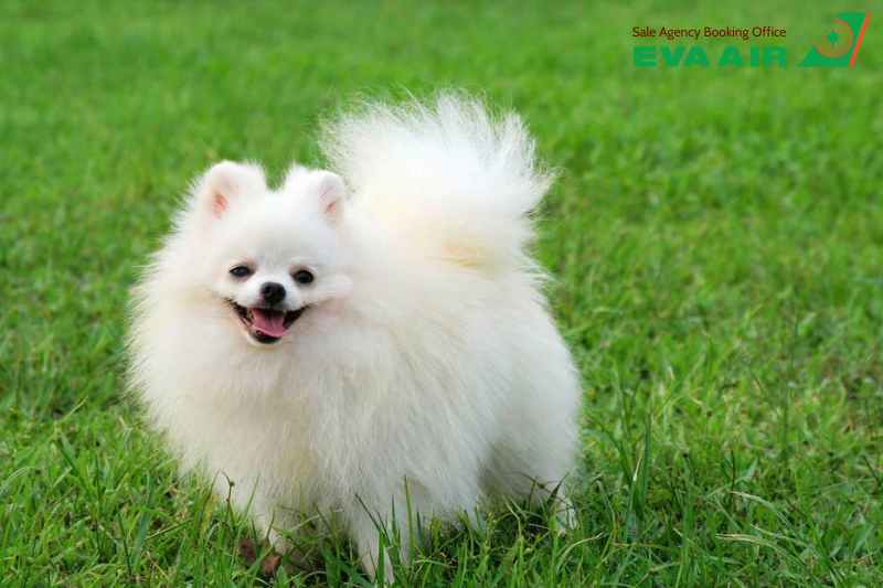 Thủ tục xuất cảnh chó mèo đi máy bay EVA Air, thủ tục xuất cảnh chó mèo EVA Air, thủ tục xuất cảnh thú cưng EVA Air, Giấy tờ xuất cảnh chó mèo bay quốc tế EVA Air, Giấy kiểm dịch xuất cảnh chó mèo EVA Air, thủ tục kiểm dịch xuất cảnh chó mèo EVA Air