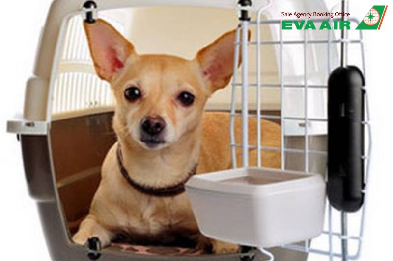Thủ tục xuất cảnh chó mèo đi máy bay EVA Air, thủ tục xuất cảnh chó mèo EVA Air, thủ tục xuất cảnh thú cưng EVA Air, Giấy tờ xuất cảnh chó mèo bay quốc tế EVA Air, Giấy kiểm dịch xuất cảnh chó mèo EVA Air, thủ tục kiểm dịch xuất cảnh chó mèo EVA Air