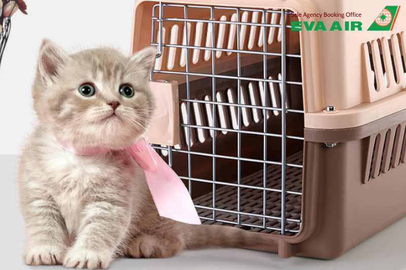 Thủ tục xuất cảnh chó mèo đi máy bay EVA Air, thủ tục xuất cảnh chó mèo EVA Air, thủ tục xuất cảnh thú cưng EVA Air, Giấy tờ xuất cảnh chó mèo bay quốc tế EVA Air, Giấy kiểm dịch xuất cảnh chó mèo EVA Air, thủ tục kiểm dịch xuất cảnh chó mèo EVA Air