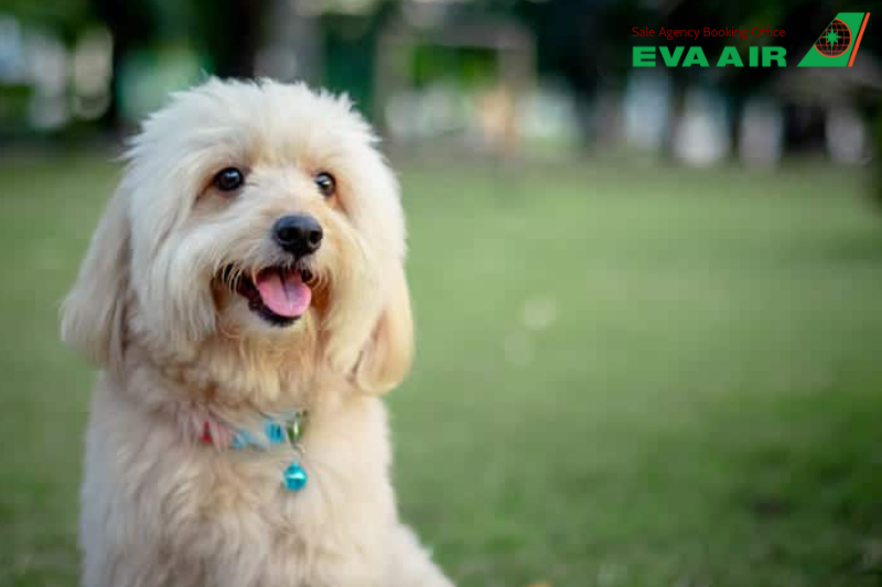 vận chuyển thú cưng đến Singapore bằng EVA Air, đưa thú cưng sang Singapore EVA Air, kiểm dịch thú cưng bay EVA Air đi Singapore, gửi thú cưng sang Singapore EVA Air, chó mèo đi Singapore bằng EVA Air, mang chó mèo đến Singapore EVA Air