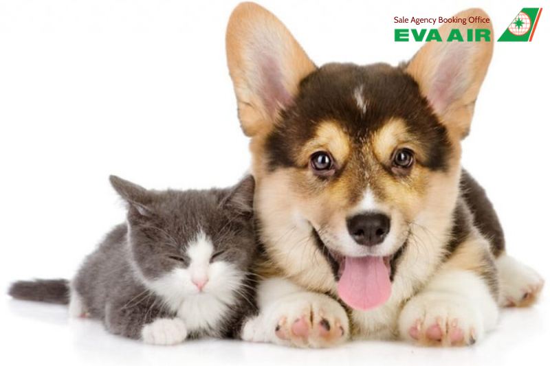 vận chuyển thú cưng đến Singapore bằng EVA Air, đưa thú cưng sang Singapore EVA Air, kiểm dịch thú cưng bay EVA Air đi Singapore, gửi thú cưng sang Singapore EVA Air, chó mèo đi Singapore bằng EVA Air, mang chó mèo đến Singapore EVA Air