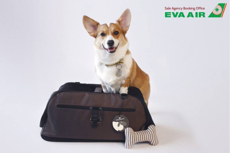 Vận chuyển thú cưng nước ngoài EVA Air, dịch vụ vận chuyển thú cưng đi nước ngoài EVA Air, thú cưng đi nước ngoài EVA Air, chó mèo đi máy bay EVA Air, vận chuyển chó mèo đi nước ngoài EVA Air, thú cưng bay quốc tế EVA Air, chó mèo bay quốc tế EVA Air
