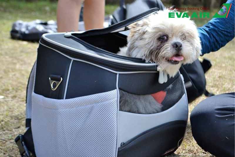 Vận chuyển thú cưng nước ngoài EVA Air, dịch vụ vận chuyển thú cưng đi nước ngoài EVA Air, thú cưng đi nước ngoài EVA Air, chó mèo đi máy bay EVA Air, vận chuyển chó mèo đi nước ngoài EVA Air, thú cưng bay quốc tế EVA Air, chó mèo bay quốc tế EVA Air