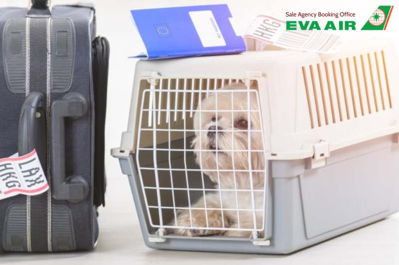 vé máy bay thú cưng chó mèo đi Boston Mỹ EVA Air, vận chuyển thú cưng đi Boston EVA Air, vé chó mèo đi Boston EVA Air, đưa thú cưng sang Boston bằng EVA Air, chó mèo đi Boston bằng EVA Air, vé máy bay thú cưng đi Boston EVA Air, gửi chó mèo đi Boston EVA A