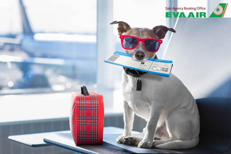 vé máy bay thú cưng chó mèo đi Miami Mỹ EVA Air, mang thú cưng đi Miami EVA Air, vé thú cưng đi Miami Mỹ EVA Air, vé máy bay chó mèo đi Miami Mỹ EVA Air, mang chó mèo đi Miami EVA Air,vận chuyển chó mèo đi Miami EVA Air, gửi chó mèo đi Miami EVA Air