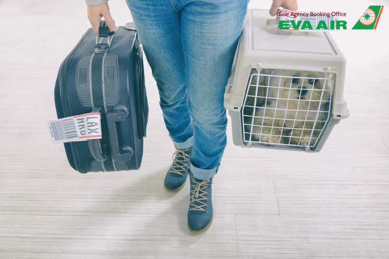 vé máy bay thú cưng chó mèo đi Miami Mỹ EVA Air, mang thú cưng đi Miami EVA Air, vé thú cưng đi Miami Mỹ EVA Air, vé máy bay chó mèo đi Miami Mỹ EVA Air, mang chó mèo đi Miami EVA Air,vận chuyển chó mèo đi Miami EVA Air, gửi chó mèo đi Miami EVA Air