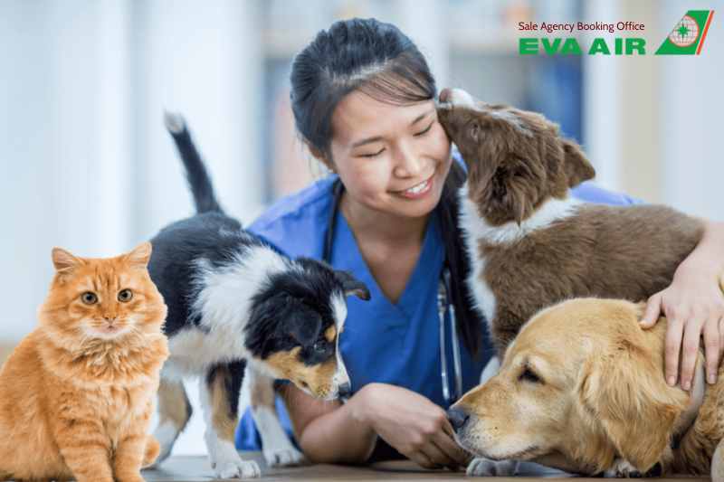 vé máy bay thú cưng chó mèo đi Miami Mỹ EVA Air, mang thú cưng đi Miami EVA Air, vé thú cưng đi Miami Mỹ EVA Air, vé máy bay chó mèo đi Miami Mỹ EVA Air, mang chó mèo đi Miami EVA Air,vận chuyển chó mèo đi Miami EVA Air, gửi chó mèo đi Miami EVA Air