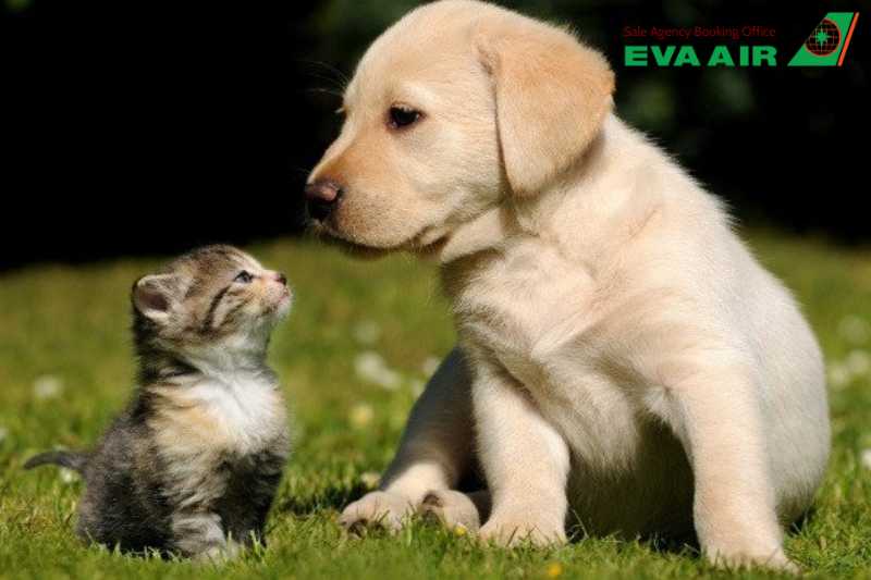 vé máy bay thú cưng chó mèo đi Pháp EVA Air, đưa thú cưng chó mèo đi Pháp, vận chuyển thú cưng đi Pháp EVA Air, vé thú cưng đi Pháp EVA Air, vé chó mèo đi Pháp EVA Air, vé máy bay chó mèo đi Pháp EVA Air, vận chuyển thú cưng từ Việt Nam đi Pháp EVA Air