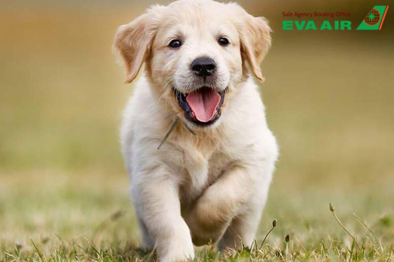 vé thú cưng chó mèo đi Anchorage Mỹ EVA Air, vé máy bay thú cưng đi Mỹ EVA Air, vận chuyển chó mèo đi Anchorage EVA Air, vé chó mèo đi Anchorage Mỹ EVA Air,Vé chó mèo đi Anchorage EVA Air,thú cưng bay sang Anchorage Mỹ EVA Air,