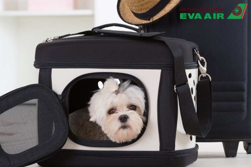 vé thú cưng chó mèo đi Anchorage Mỹ EVA Air, vé máy bay thú cưng đi Mỹ EVA Air, vận chuyển chó mèo đi Anchorage EVA Air, vé chó mèo đi Anchorage Mỹ EVA Air,Vé chó mèo đi Anchorage EVA Air,thú cưng bay sang Anchorage Mỹ EVA Air,