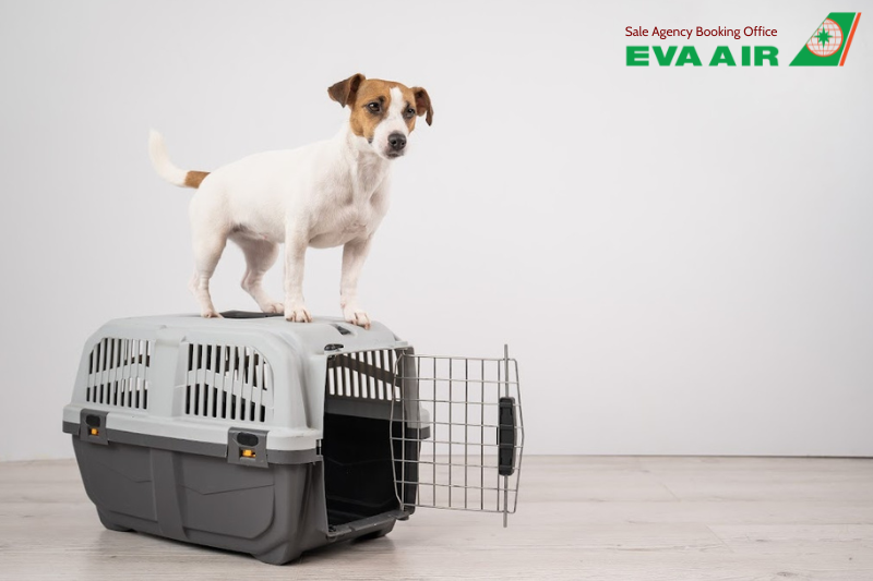 vé thú cưng chó mèo đi Washington D.C Mỹ EVA Air, vận chuyển chó mèo đi Washington D.C EVA Air, vé thú cưng đi Miami Mỹ EVA Air, Vé máy bay thú cưng đi Miami EVA Air,vé chó mèo đi Washington D.C Mỹ EVA Air, đưa chó mèo đi Washington D.C EVA Air
