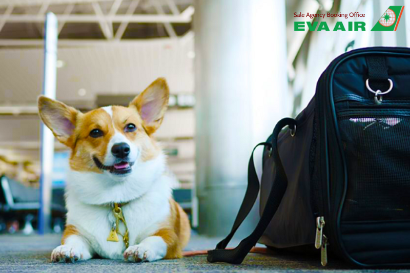 mang thú cưng lên máy bay eva air, quy định mang thú cưng eva air, thú cưng đi máy bay eva air, ký gửi thú cưng eva air, phí vận chuyển thú cưng eva air, lồng vận chuyển thú cưng eva air, giống chó mèo bị cấm bay eva air, bay cùng thú cưng eva air