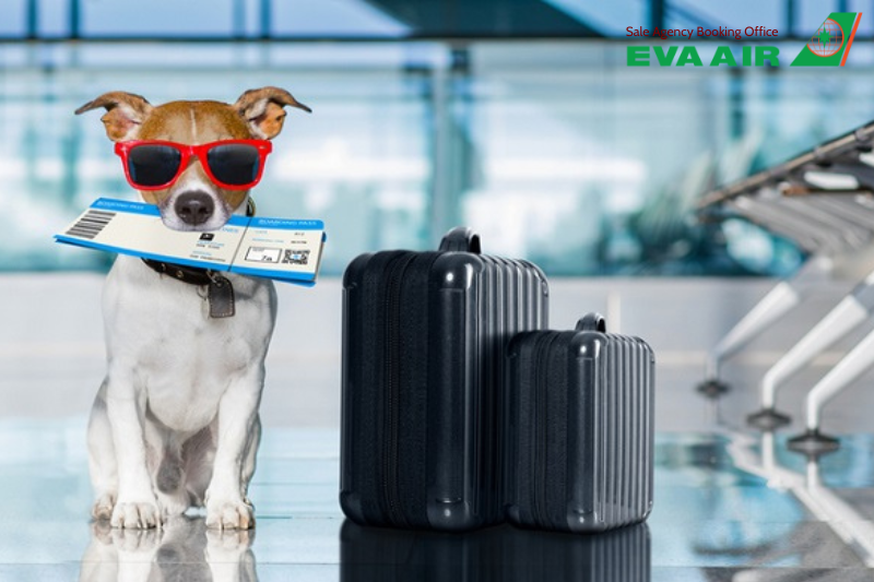 mang thú cưng lên máy bay eva air, quy định mang thú cưng eva air, thú cưng đi máy bay eva air, ký gửi thú cưng eva air, phí vận chuyển thú cưng eva air, lồng vận chuyển thú cưng eva air, giống chó mèo bị cấm bay eva air, bay cùng thú cưng eva air