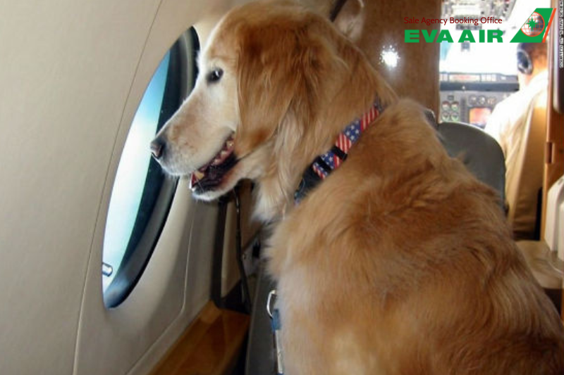 mang thú cưng lên máy bay eva air, quy định mang thú cưng eva air, thú cưng đi máy bay eva air, ký gửi thú cưng eva air, phí vận chuyển thú cưng eva air, lồng vận chuyển thú cưng eva air, giống chó mèo bị cấm bay eva air, bay cùng thú cưng eva air