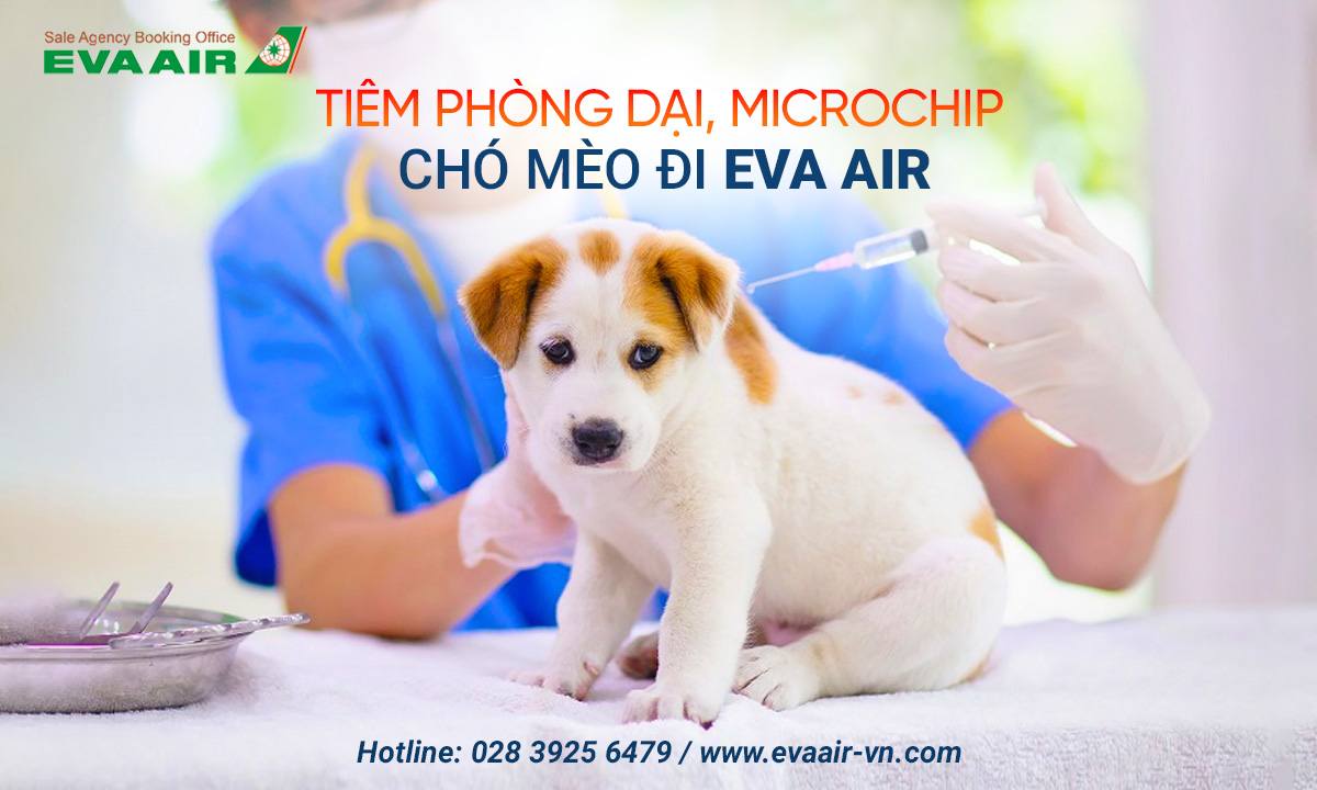 tiem-phong-dai-microchip-cho-meo-bay-eva-air