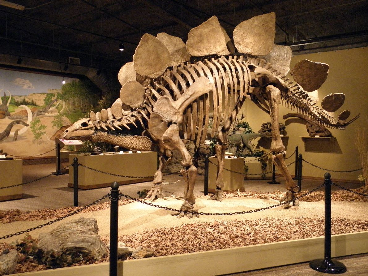 Bảo tàng khủng long (FPDM)