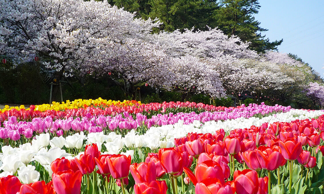 Công viên hoa Hamamatsu