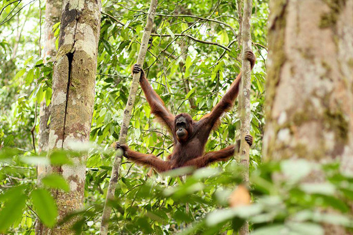 Khu bảo tồn Semengoh Orangutan