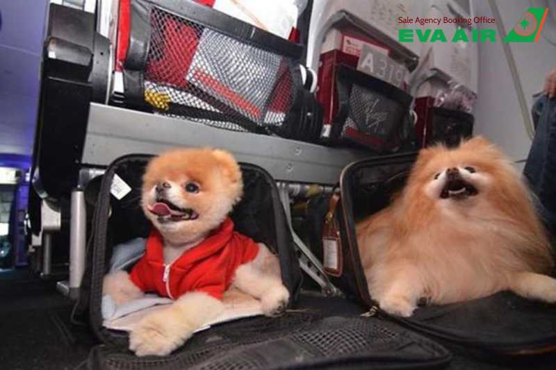 chó đi máy bay eva air, mang chó lên máy bay EVA Air, vận chuyển chó EVA Air, ký gửi chó EVA Air, vận chuyển chó bằng hành lý ký gửi, vận chuyển chó hàng hóa, Ký gửi gửi thú cưng EVA Air, chó đi máy bay quốc tế EVA Air