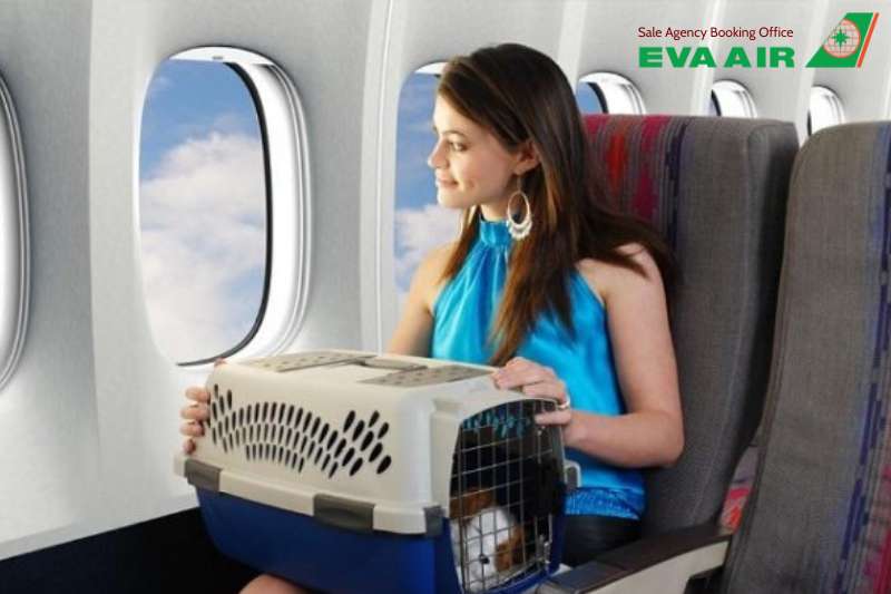 chó đi máy bay eva air, mang chó lên máy bay EVA Air, vận chuyển chó EVA Air, ký gửi chó EVA Air, vận chuyển chó bằng hành lý ký gửi, vận chuyển chó hàng hóa, Ký gửi gửi thú cưng EVA Air, chó đi máy bay quốc tế EVA Air
