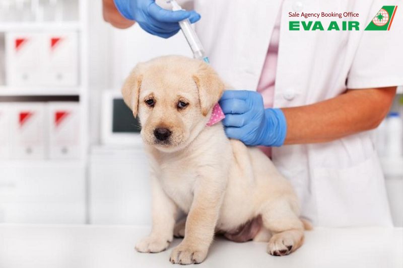 chó đi máy bay eva air, mang chó lên máy bay EVA Air, vận chuyển chó EVA Air, ký gửi chó EVA Air, vận chuyển chó bằng hành lý ký gửi, vận chuyển chó hàng hóa, Ký gửi gửi thú cưng EVA Air, chó đi máy bay quốc tế EVA Air