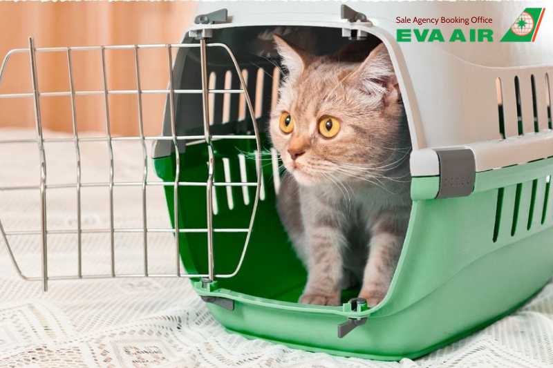 kinh nghiệm cho thú nuôi đi máy bay EVA Air, kinh nghiệm cho thú cưng đi máy bay EVA Air, chuẩn bị thú cưng đi máy bay EVA Air, trải nghiệm cho chó mèo đi EVA Air, mẹo cho chó mèo bay EVA Air, hướng dẫn đưa thú cưng lên máy bay EVA Air