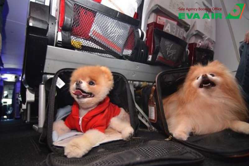 Ký Gửi Chó Mèo EVA Air, ký gửi chó mèo đi máy bay EVA Air, hành lý ký gửi thú cưng EVA Air, ký gửi thú cưng EVA Air, ký gửi động vật cảnh EVA Air, Chi Phí Ký Gửi vật nuôi EVA Air, quy định Ký Gửi Chó Mèo EVA Air, Vận Chuyển thú cưng bằng Cargo EVA Air