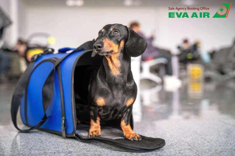 Ký Gửi Chó Mèo EVA Air, ký gửi chó mèo đi máy bay EVA Air, hành lý ký gửi thú cưng EVA Air, ký gửi thú cưng EVA Air, ký gửi động vật cảnh EVA Air, Chi Phí Ký Gửi vật nuôi EVA Air, quy định Ký Gửi Chó Mèo EVA Air, Vận Chuyển thú cưng bằng Cargo EVA Air