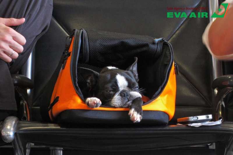 Ký Gửi Chó Mèo EVA Air, ký gửi chó mèo đi máy bay EVA Air, hành lý ký gửi thú cưng EVA Air, ký gửi thú cưng EVA Air, ký gửi động vật cảnh EVA Air, Chi Phí Ký Gửi vật nuôi EVA Air, quy định Ký Gửi Chó Mèo EVA Air, Vận Chuyển thú cưng bằng Cargo EVA Air
