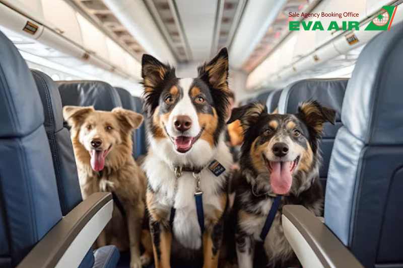 đặt Vé Thú Cưng EVA Air, thú cưng đi máy bay EVA Air, chó mèo đi máy bay EVA Air, thú nuôi đi máy bay EVA Air, vật nuôi đi máy bay EVA Air, hành lý ký gửi thú cưng EVA Air, vé thú cưng đi máy bay EVA Air, giá vé thú cưng EVA Air, giá ký gửi chó mèo EVA Air
