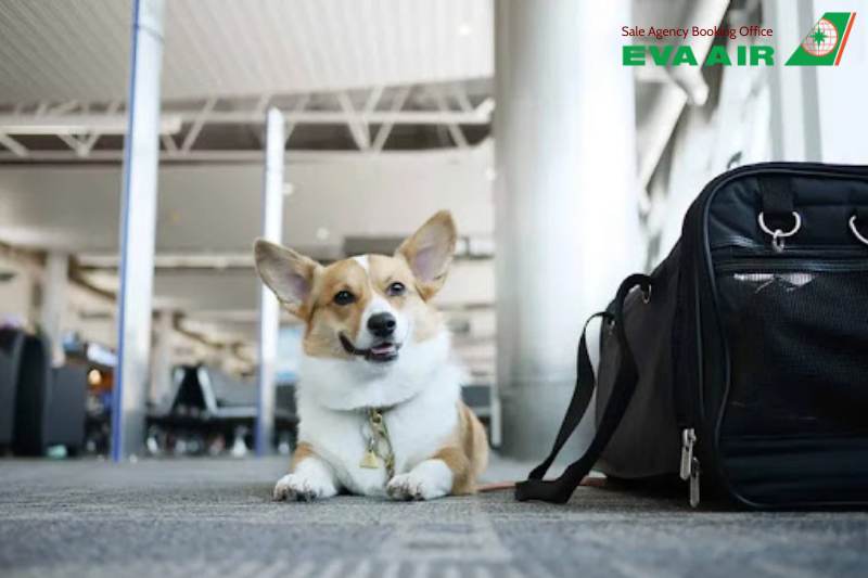 đặt Vé Thú Cưng EVA Air, thú cưng đi máy bay EVA Air, chó mèo đi máy bay EVA Air, thú nuôi đi máy bay EVA Air, vật nuôi đi máy bay EVA Air, hành lý ký gửi thú cưng EVA Air, vé thú cưng đi máy bay EVA Air, giá vé thú cưng EVA Air, giá ký gửi chó mèo EVA Air
